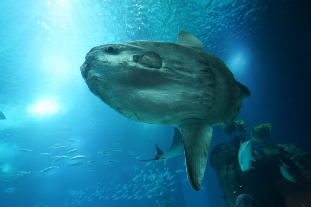 Majestic Ton Sunfish Sets A New World Record For Largest Bony Fish